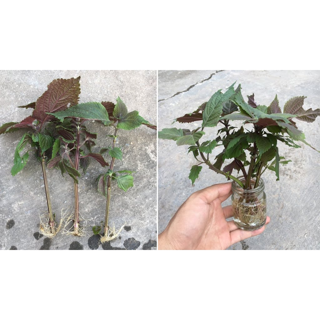Cây Giống Giống Rau Tía Tô, Cây Vào Bầu Xơ Dừa - Rau Thơm Gia Vị KVT - Hạt Giống CANH NÔNG