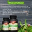Hạt mã đề Hỗ trợ sức khỏe tim mạch Cải thiện huyết áp và mức đường huyết 60 viên nang mềm