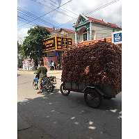 Hành Bắc khô loại 1 đã chọn lọc Hải Dương