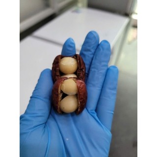 Ăn vặt siêu ngon Táo đỏ kẹp Macca giòn béo ,thơm ngon,,tốt  cho sức khỏe.Giá tốt,.
