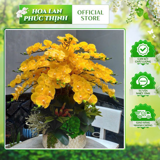 lan ướt 7 bông 💥hàng cao cấp loại 1💥 lan hồ điệp 7b