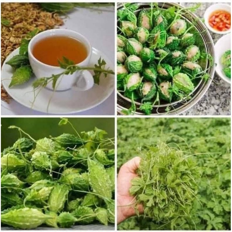 Hạt Giống Mướp Đắng rừng ( khổ qua rừng) 🥰siêu quả cực kỳ năng suất, ăn ngon