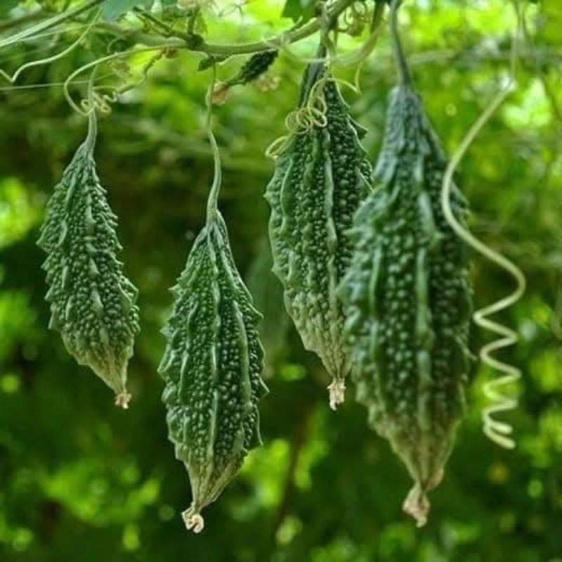 Hạt Giống Mướp Đắng rừng ( khổ qua rừng) 🥰siêu quả cực kỳ năng suất, ăn ngon