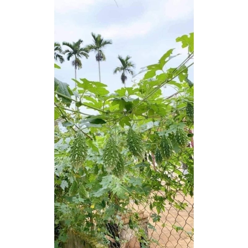 Hạt Giống Mướp Đắng rừng ( khổ qua rừng) 🥰siêu quả cực kỳ năng suất, ăn ngon