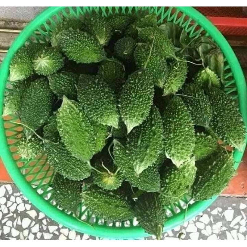Hạt Giống Mướp Đắng rừng ( khổ qua rừng) 🥰siêu quả cực kỳ năng suất, ăn ngon