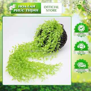 10 cành rủ cúc tần 5 nhánh