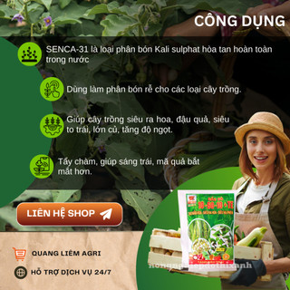 Phân bón lá Đầu Bò NPK 10-60-10+TE (gói 40gram), Tạo mầm hoa, siêu ra hoa, siêu hạ phèn