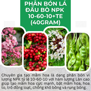 Phân bón lá Đầu Bò NPK 10-60-10+TE (gói 40gram), Tạo mầm hoa, siêu ra hoa, siêu hạ phèn