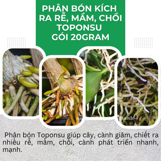 Phân bón kích ra mầm, chồi, rễ cực mạnh TOPONSU (gói 20gram) - cây cắt cành, ghép, giâm, kích ra rễ