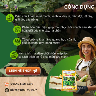 Phân Bón Lá Vua Phục Hồi Mai Đâm Chồi, Ra Rễ, Xanh Lá Dày Lá (Gói 25gram)