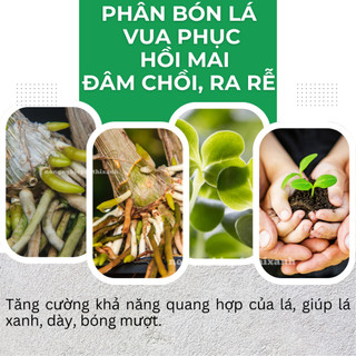 Phân Bón Lá Vua Phục Hồi Mai Đâm Chồi, Ra Rễ, Xanh Lá Dày Lá (Gói 25gram)