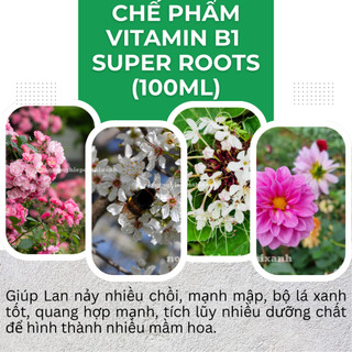 Chế phẩm Vitamin B1 Super Roots  kích rễ bật mầm - chai 100ml, giữ hoa lâu tàn cho cây cảnh hoa lan