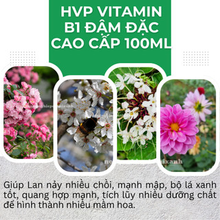 Phân Bón Lá HVP Vitamin B1 đậm đặc  Cao Cấp - kích rễ bật mầm chai 100ml, giúp điều hoà sinh trưởng