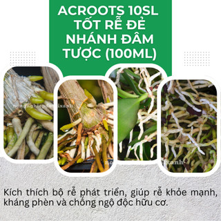 Thuốc kích rễ ACROOTS 10SL Chai 100ML – Phân Bón Lá Siêu Kích Rễ, Đẻ Nhánh