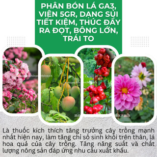 Phân Bón Lá GA3, Viên 5gram, Dạng Sủi Tiết Kiệm, Thúc Đẩy Ra Đọt, Bông Lớn, Trái To