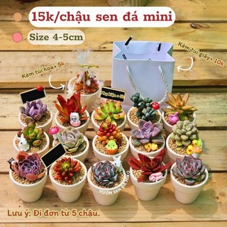 Set quà tặng sen đá mini 3-5cm trồng sẵn ngẫu nhiên kèm túi có sẵn tại vườn Mầm Nắng Garden lỗi 1 đền 1.