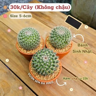 Xương rồng Bánh Sinh Nhật size 5-6cm có sẵn tại vườn MẦM NẮNG GARDEN lỗi 1 đền 1
