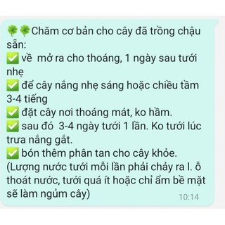 Xương rồng Bánh Sinh Nhật size 5-6cm có sẵn tại vườn MẦM NẮNG GARDEN lỗi 1 đền 1