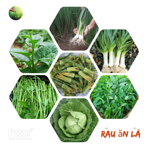 Hạt giống rau ăn lá đủ loại ( KHÁCH TÙY CHỌN ) - Phát triển tốt, trồng ...