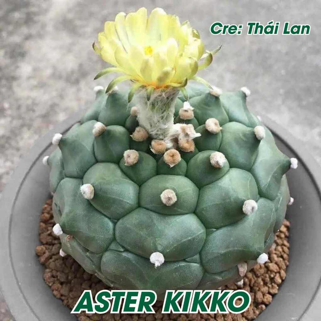 1 Bụi Cây Xương Rồng ASTER KIKKO Rùa Gieo Hạt Thái Lan Size 4cm-5cm ...