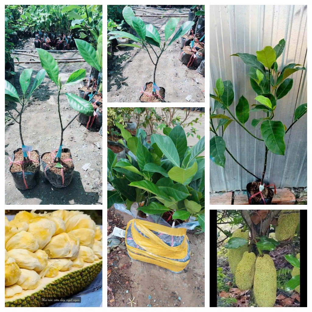 Cây giống mít tố nữ vị sầu riêng | Shopee Việt Nam