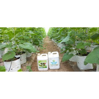 Combo 2 can 5L cho cây ra hoa nhiều đậu trái,chống rụng cho rau ăn trái cà chua, ớt, đậu leo, bầu bí