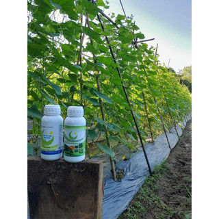 Combo 2 can 5L cho cây ra hoa nhiều đậu trái,chống rụng cho rau ăn trái cà chua, ớt, đậu leo, bầu bí