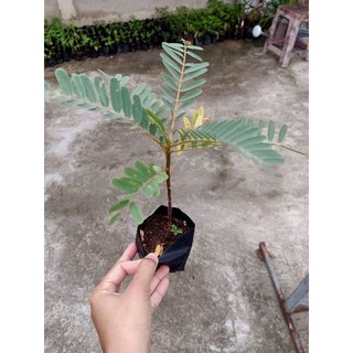 Combo 5 bầu cây Sua Đũa tứ quý ,nhanh ra hoa