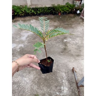 Combo 5 bầu cây Sua Đũa tứ quý ,nhanh ra hoa