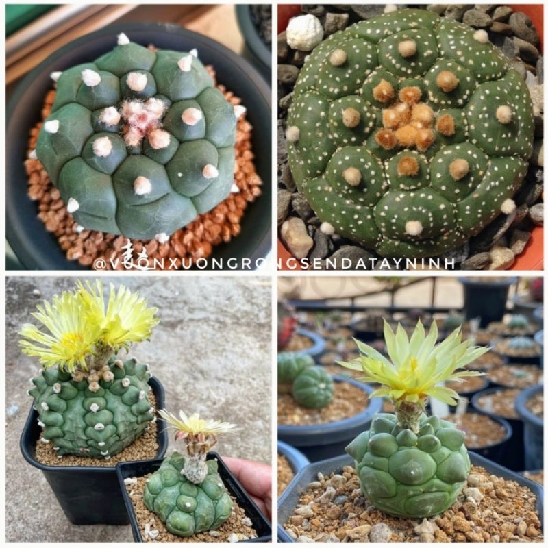 Xương Rồng Aster Rùa Mini Size 1.5-3cm | Shopee Việt Nam
