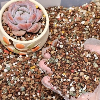 Combo đất trồng sen đá/giá thể xịn siêu thoát nước 90% đá Mầm Nắng Garden lỗi 1 đền 1
