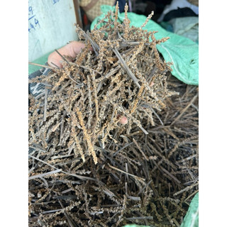 Bông mã đề khô 1kg, hỗ trợ giảm tiểu dắt, bí tiểu, đánh bay sỏi thận, tốt cho đường tiết niệu