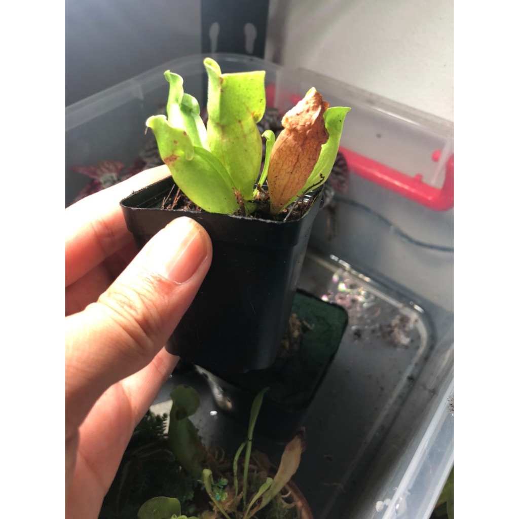 Cây Hố bẫy (Sarracenia) dòng cây ăn thịt, cây bắt mồi cảnh, để bàn