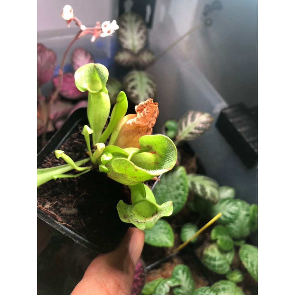 Cây Hố bẫy (Sarracenia) dòng cây ăn thịt, cây bắt mồi cảnh, để bàn