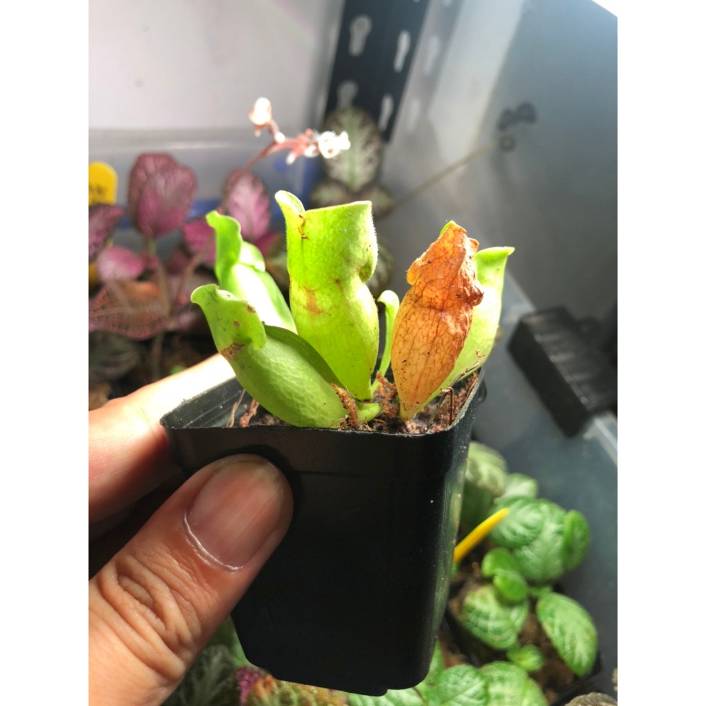 Cây Hố bẫy (Sarracenia) dòng cây ăn thịt, cây bắt mồi cảnh, để bàn