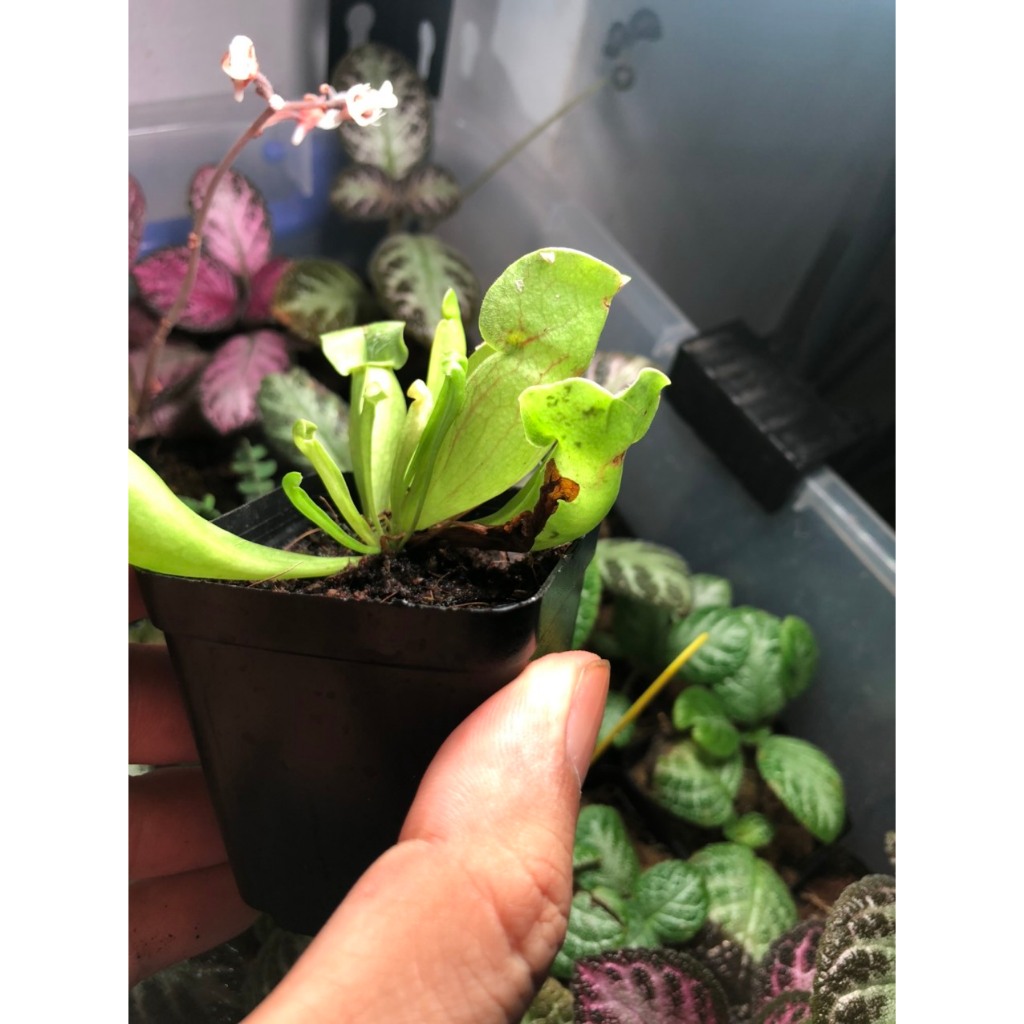 Cây Hố bẫy (Sarracenia) dòng cây ăn thịt, cây bắt mồi cảnh, để bàn