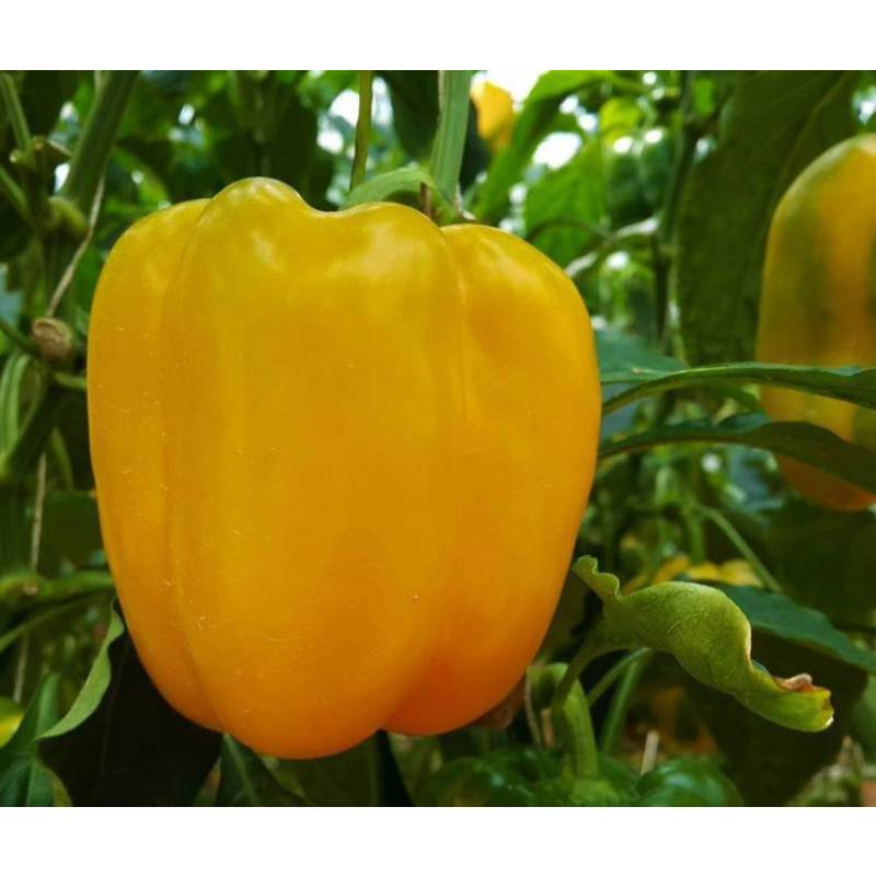 50GR 7000.HẠT Hạt Giống Ớt Chuông Ngọt Vàng (| B51*W42 ...