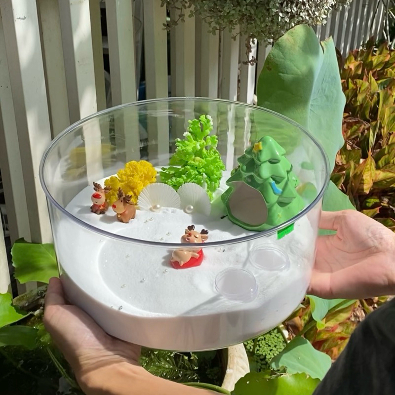 Combo HỘP TRÒN nuôi ốc mượn hồn, ốc rụt rè, dã tràng, cua ẩn sỉ ...