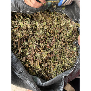 Cây Cứt Lợn (Ngũ Sắc) Khô 1kg Nguyên Chất | Dược Liệu Khô Chọn Lọc | Thảo Dược Đạt Huyền