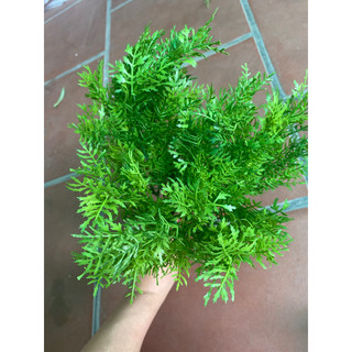 Canh lá lăng xanh cắm kèm hoa 7 nhánh
