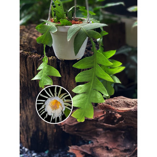 Chậu treo Quỳnh Xương Cá lá lớn - Selenicereus Chrysocardium - Dễ chăm, decor đẹp, không sẵn hoa - đã bật hoả tốc