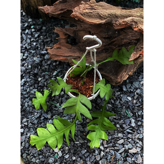 Chậu treo Quỳnh Xương Cá lá lớn - Selenicereus Chrysocardium - Dễ chăm, decor đẹp, không sẵn hoa - đã bật hoả tốc