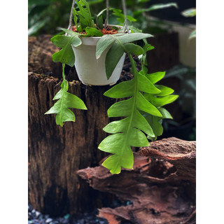 Chậu treo Quỳnh Xương Cá lá lớn - Selenicereus Chrysocardium - Dễ chăm, decor đẹp, không sẵn hoa - đã bật hoả tốc