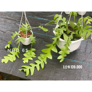 Chậu treo Quỳnh Xương Cá lá lớn - Selenicereus Chrysocardium - Dễ chăm, decor đẹp, không sẵn hoa - đã bật hoả tốc