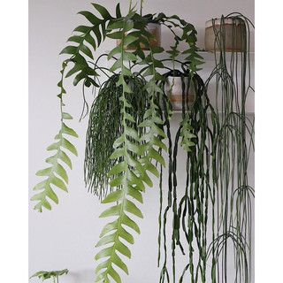 Chậu treo Quỳnh Xương Cá lá lớn - Selenicereus Chrysocardium - Dễ chăm, decor đẹp, không sẵn hoa - đã bật hoả tốc