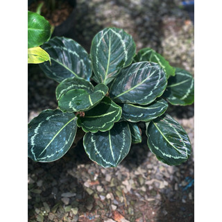 Chậu mềm Đuôi Công xanh lá tròn - Calathea Roseopicta Green Lipstick - Decor đẹp, phong thuỷ - |Vườn Như Ngọc|
