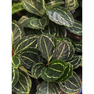 Chậu mềm Đuôi Công xanh lá tròn - Calathea Roseopicta Green Lipstick - Decor đẹp, phong thuỷ - |Vườn Như Ngọc|