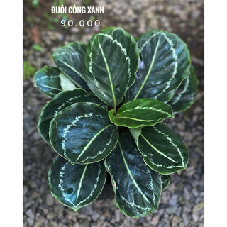 Chậu mềm Đuôi Công xanh lá tròn - Calathea Roseopicta Green Lipstick - Decor đẹp, phong thuỷ - |Vườn Như Ngọc|