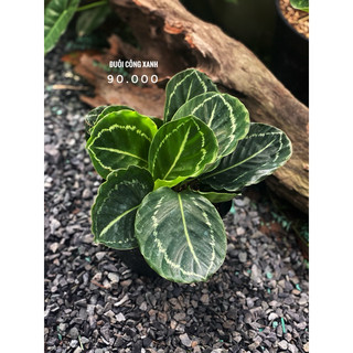 Chậu mềm Đuôi Công xanh lá tròn - Calathea Roseopicta Green Lipstick - Decor đẹp, phong thuỷ - |Vườn Như Ngọc|