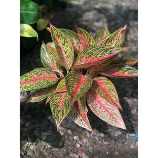 Chậu mềm 3 thân Thịnh Vượng - Aglaonema Prospersity - Phong thuỷ tốt, decor đẹp, có thể trồng trong nhà |Vườn Như Ngọc|